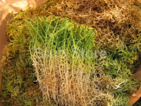 Мох Сфагнум лен для конопатки сруба, мешок 45 л. вес 5-8 кг